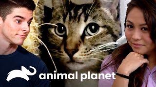 ¡Novio con fobia a gatos está a punto de irse! | Mi gato endemoniado | Animal Planet