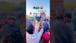 तेरे baap 🚨 Raja ghoda 🐴 ka dance horse dance performance #horse #shorts #viral #shortsfeed #dance