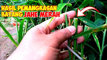 Jahe Merah, Hasil Tehnik Pemangkasan Batang Jahe Merah II LUAR BIASA HASILNYA