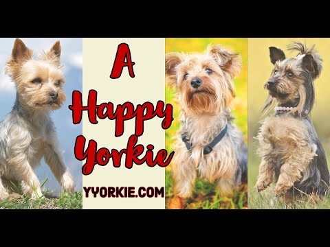 This Is How You Know If Your Yorkie Is Happy