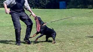 rottweiler Biggi Mei Marmak - Rotti, 7. months, beginning of the bite work - video 2