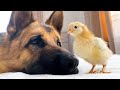 German Shepherd Meets Newborn Baby Chick for the First Time!