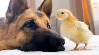 German Shepherd Meets Newborn Baby Chick for the First Time!