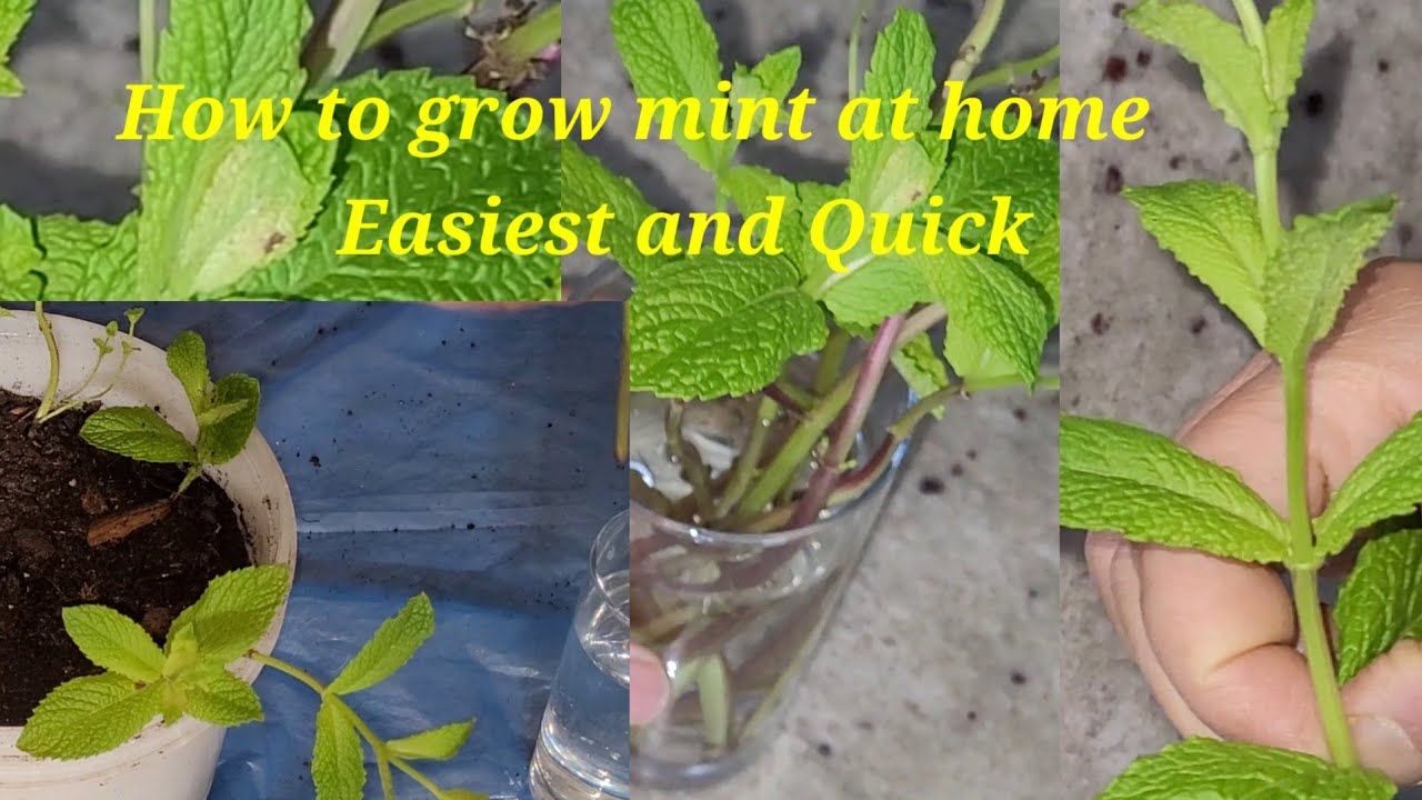 How to grow Mint at home faster and easiest way grow mint from cutting