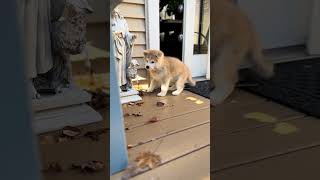 Hana Being Hana The Lamb Lost An Ear puppy akitainu cute japaneseakita akitausa funnydogs