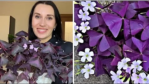 ☘️🌸ОКСАЛИС (КИСЛИЦА) УХОД  ПЕРЕСАДКА/НЕОБЫЧНЫЙ СПОСОБ РАЗМНОЖЕНИЯ#оксалис#кислица