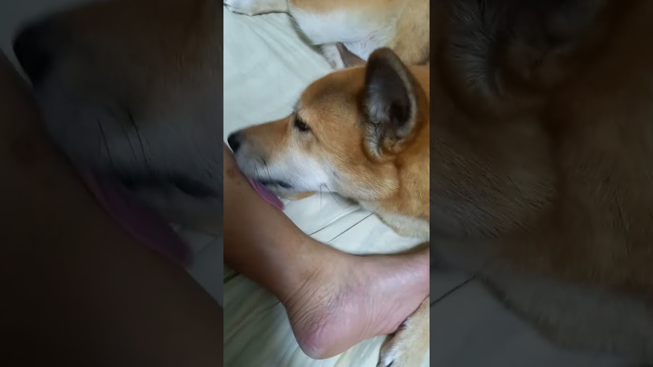 @NoguriTV　Morning of October 10, 2023　relaxing time　2023年10月10日の朝　ゆったりとした時間　#ペット　#愛犬　#保護犬　#pet dog