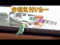 インコのシッポ・マタキタさんがやって来て花粉症もやって来た