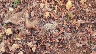 Maya Found A Dead Deer