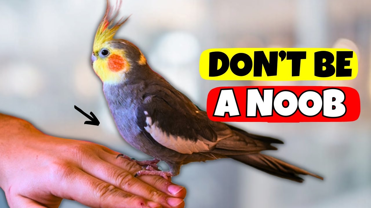 Cockatiel 101: Must-Haves, Diet, Common Mistakes, and Expert Tips for New Owners