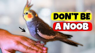 Cockatiel 101: Must-Haves, Diet, Common Mistakes, and Expert Tips for New Owners