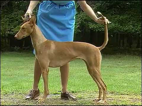 egyptian hound dog