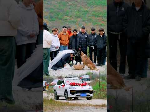 अगर वो कुत्ता रास्ता न रोकता तो…#shorts #movie #chinesedrama #explained #emotionalstory