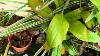 Carnivorous plant video series Episode 4