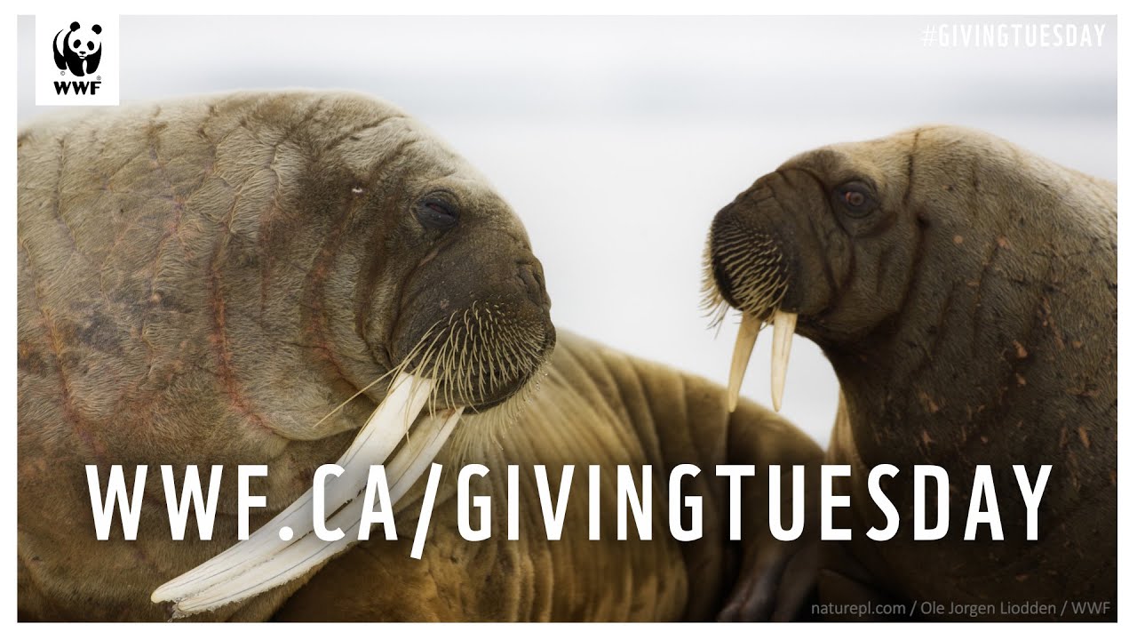 Double your impact for Arctic species conservation