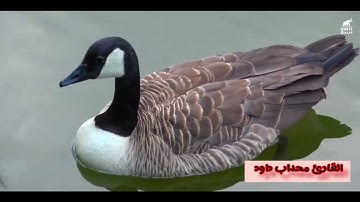 ماتيسر من سورة القصص و سورة العنكبوت للقارئ محداب داود من مسجد عثمان بن عفان-حي فيلاج موسى