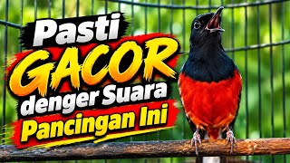 DENGER SUARA INI! Murai Langsung Nyaut & Ngeplong | Pancingan Murai Biar Gacor