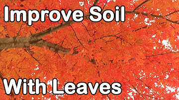 Improve Soil Fertility with Leaves: Leaf Mold, Leaf Mulch, Leaf Compost