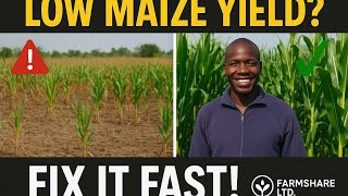 WHY YOUR MAIZE YIELD IS LOW - AND HOW TO FIX IT