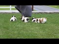 Shih Tzu Puppies For Sale