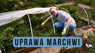 Marchew uprawa, jak uprawiać marchew żeby mieć obfite plony Uprawa marchwi w ogrodzie.