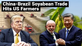 China Brazil Soybean Trade Hits Us Farmers