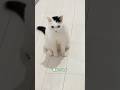 お父さんの生足が許せない猫がまた現れた！
