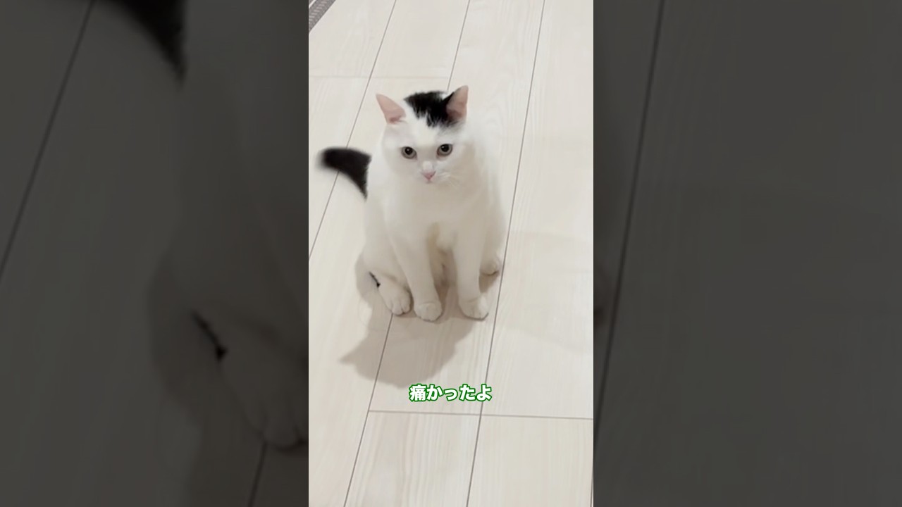お父さんの生足が許せない猫がまた現れた！