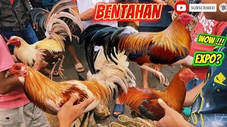 Bentahan..ng Mga Manokito Naman Ang Aga Natin Sa Expo Dito Sa Tabunok Talisay Cebu.