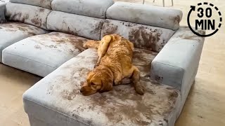 Dog Makes Muddy Mess 😮🤣| FUNNIEST Animal Videos - Animal Antics TV