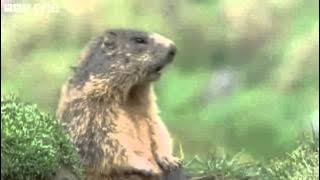Best of BBC Talking Animals