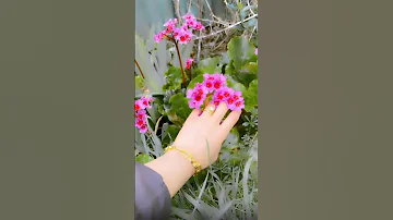 حماقي من اول مقابله سحره عينه ناداني 