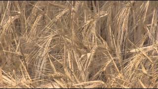 Over The Fence West: Yield Prophet delivers fertiliser cost savings