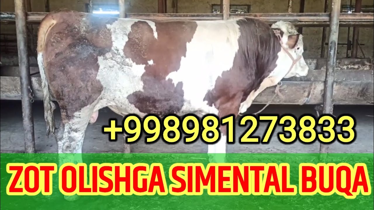 SIMENTAL BUQANI DAXSHATI😱😱 ZOT OLISHGA ZO‘R. ☎️981273833