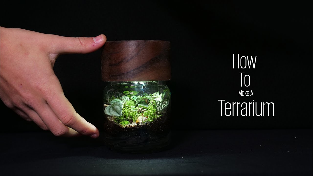 How To Make A Terrarium The Basics YouTube