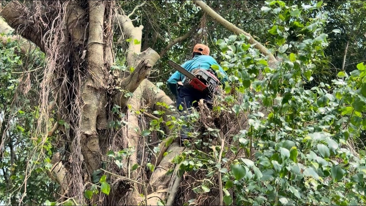 Cưa Cây Xanh Khủng,  Um Tùm Lên Nóc Nhà, Lộ Xe, Cưa Kỹ Thuật, 2/2