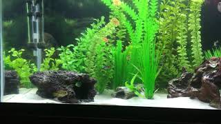 Fish With Dramatic Music