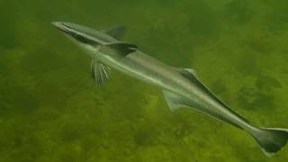 A Sharksucker, Echeneis Naucrates, Swimming Over Sponge Beds In The Gulf Of Mexico