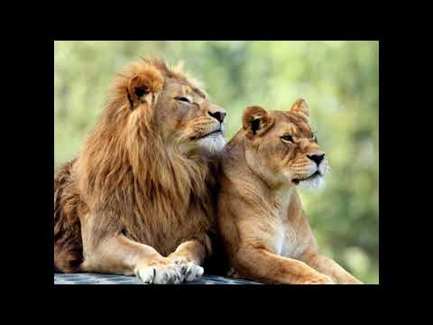 Дикая львица Slowed Reverb الاغنية الروسية التي يبحث عنها الجميع لبوتي البرية بطيئ