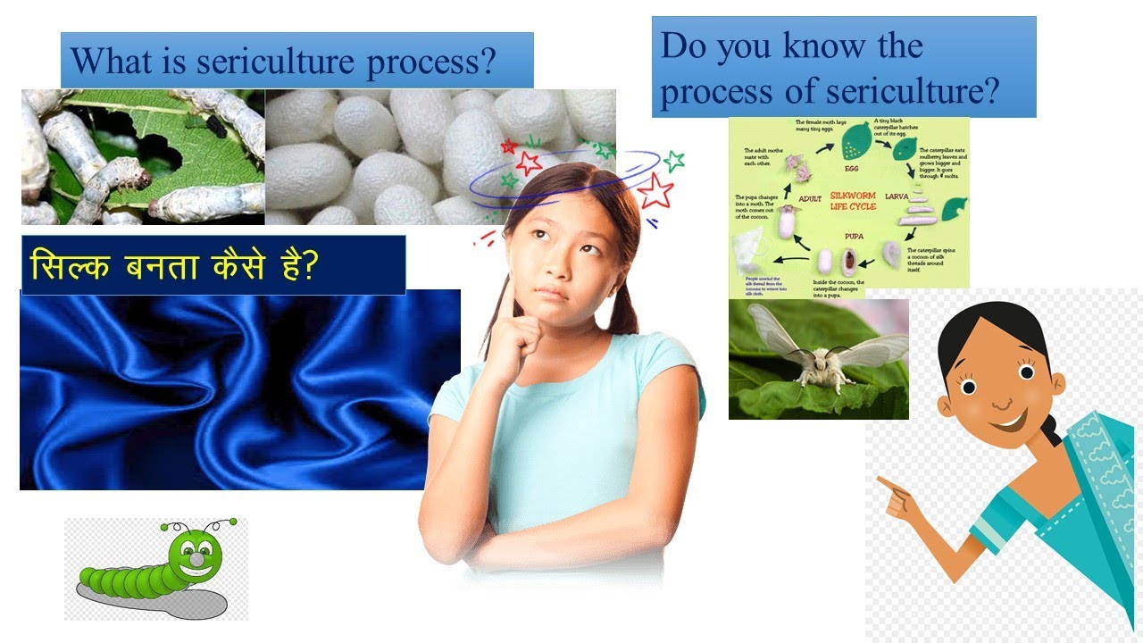Do you know? Silk kaise bnta h?How silk is made from? YouTube