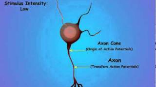 Famous 2. Neuron Coding Wealth