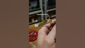 Snakes are really weird.