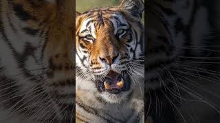 How to Tell Tigers Shevar and Sharukh Apart 🐯 | FOUR PAWS South Africa