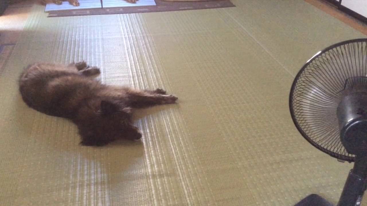 trim 292E62C1 699F 4A89 8CAB 81FE8A3D59DC