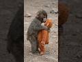 Why Is This Baby Monkey Carrying a Doll Everywhere 🐒🧸