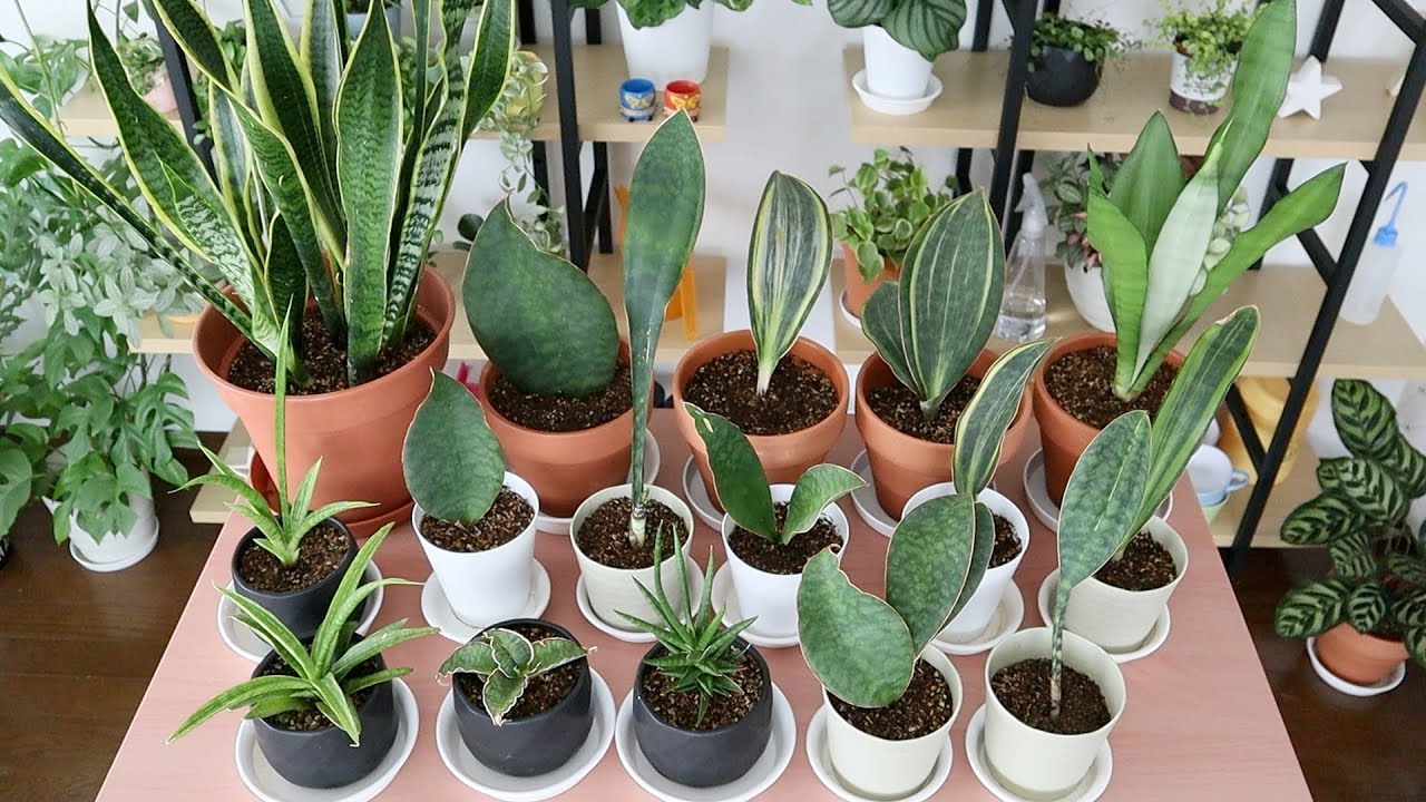 サンスベリア 没頭する植え替え 初めての株分け 観葉植物 Youtube