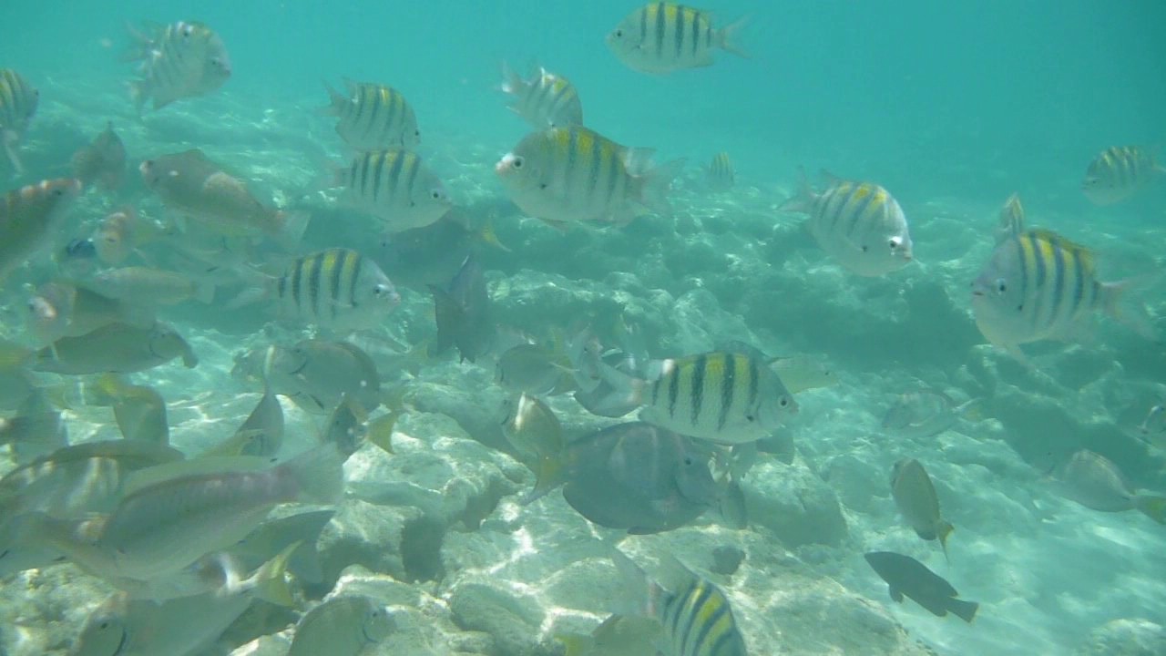 Playa Costa Verde fish in the water Holguin Cuba