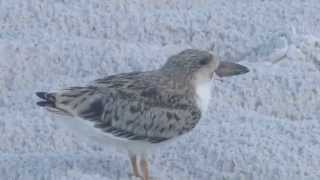 Black Skimmer Chick calling: Lido Beach, Sarasota FL