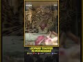 Leopard Captured In Uttar Pradesh Village After Triggering Panic | WION SHORTS