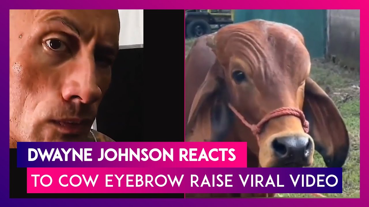 Dwayne Johnson, The Rock, reacts to cow's eyebrow raise viral